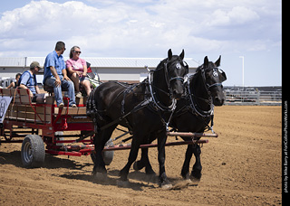 Draft Horse Show at LCF 2025