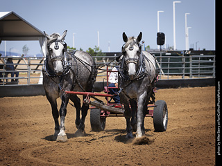 Draft Horse Show at LCF 2025