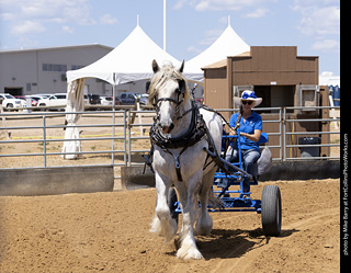 Draft Horse Show at LCF 2025