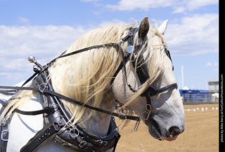 Draft Horse Show at LCF 2025