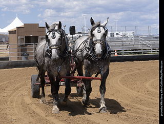 Draft Horse Show at LCF 2025