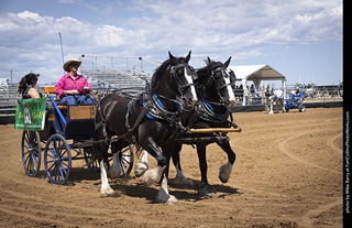 Draft Horse Show at LCF 2025