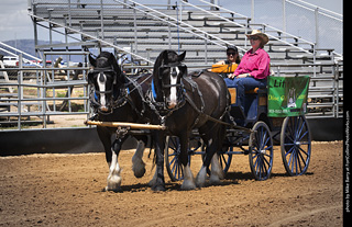 Draft Horse Show at LCF 2025