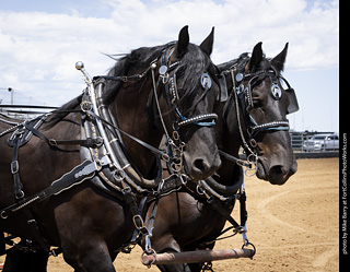 Draft Horse Show at LCF 2025