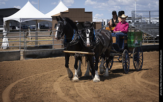 Draft Horse Show at LCF 2025