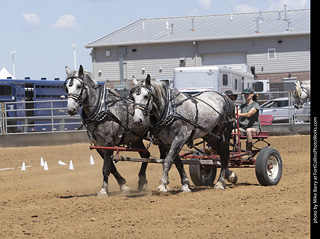 Draft Horse Show at LCF 2025
