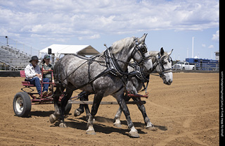 Draft Horse Show at LCF 2025