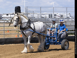 Draft Horse Show at LCF 2025
