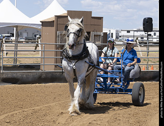 Draft Horse Show at LCF 2025