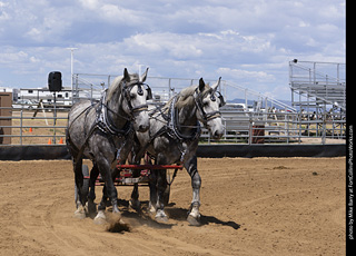 Draft Horse Show at LCF 2025