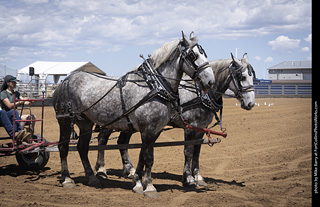 Draft Horse Show at LCF 2025