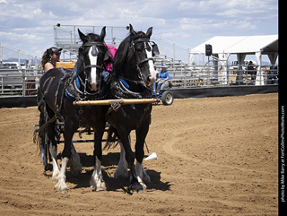 Draft Horse Show at LCF 2025
