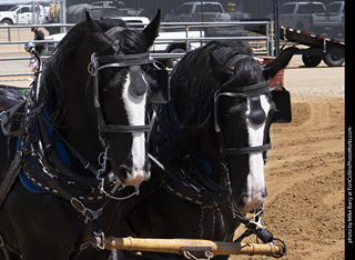 Draft Horse Show at LCF 2025