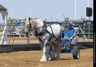 Draft Horse Show at LCF 2025