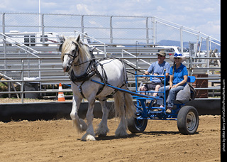 Draft Horse Show at LCF 2025