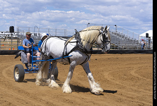 Draft Horse Show at LCF 2025