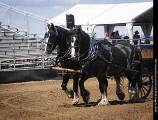 Draft Horse Show at LCF 2025