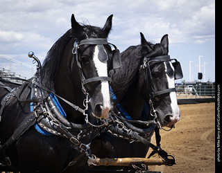 Draft Horse Show at LCF 2025