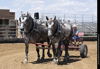 Draft Horse Show at LCF 2025
