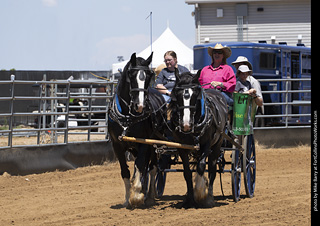 Draft Horse Show at LCF 2025