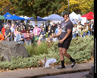 Tour de Corgi 2025 - Costume Contest
