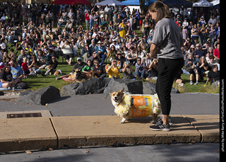 Tour de Corgi 2025 - Costume Contest