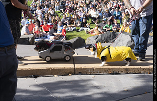 Tour de Corgi 2025 - Costume Contest