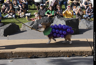 Tour de Corgi 2025 - Costume Contest