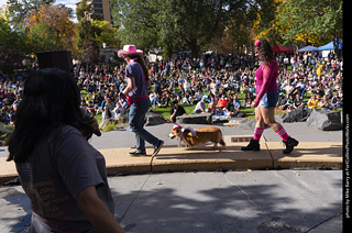 Tour de Corgi 2025 - Costume Contest
