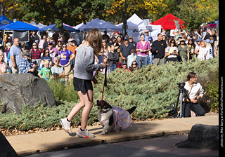 Tour de Corgi 2025 - Costume Contest