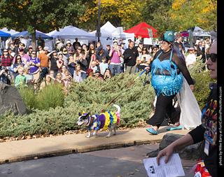 Tour de Corgi 2025 - Costume Contest
