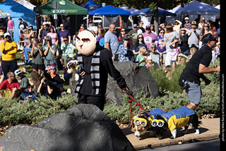 Tour de Corgi 2025 - Costume Contest