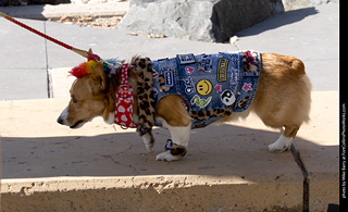 Tour de Corgi 2025 - Costume Contest