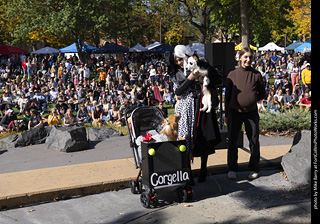 Tour de Corgi 2025 - Costume Contest