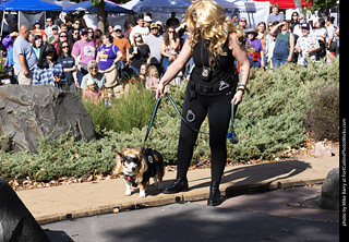 Tour de Corgi 2025 - Costume Contest