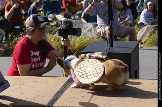 Tour de Corgi 2025 - Costume Contest