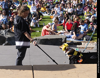Tour de Corgi 2025 - Costume Contest