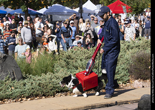 Tour de Corgi 2025 - Costume Contest