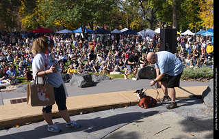 Tour de Corgi 2025 - Costume Contest