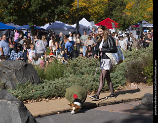 Tour de Corgi 2025 - Costume Contest