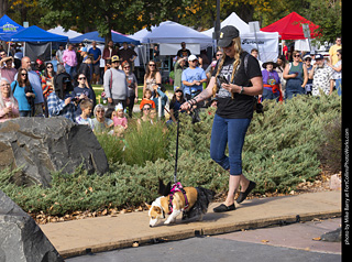 Tour de Corgi 2025 - Costume Contest