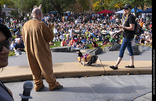 Tour de Corgi 2025 - Costume Contest