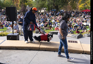 Tour de Corgi 2025 - Costume Contest