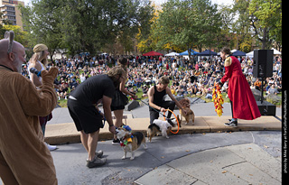 Tour de Corgi 2025 - Costume Contest
