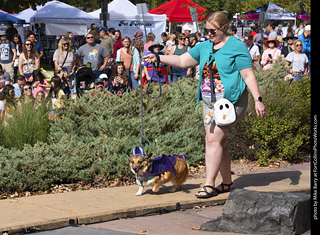 Tour de Corgi 2025 - Costume Contest