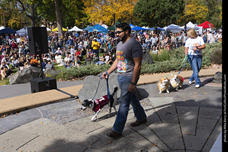 Tour de Corgi 2025 - Costume Contest
