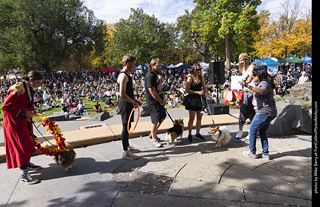 Tour de Corgi 2025 - Costume Contest