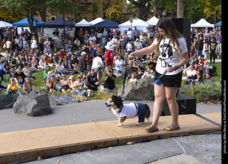 Tour de Corgi 2025 - Costume Contest