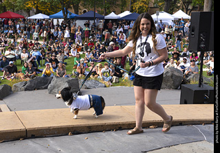 Tour de Corgi 2025 - Costume Contest