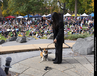 Tour de Corgi 2025 - Costume Contest